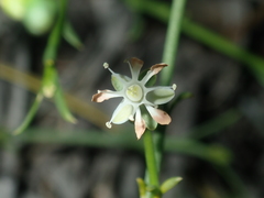 Macarthuria australis