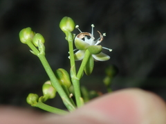 Macarthuria australis