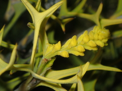 Synaphea spinulosa