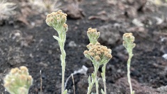 Artemisia glomerata
