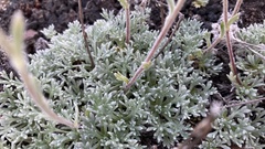 Artemisia glomerata