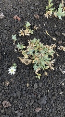 Stellaria eschscholtziana
