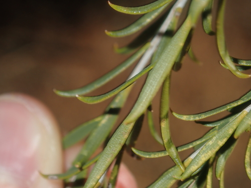 Image of Melaleuca eleuterostachya by (c) Thomas Mesaglio, some rights reserved (CC BY)