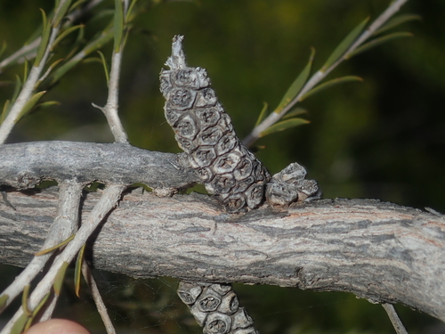 Image of Melaleuca eleuterostachya by (c) Thomas Mesaglio, some rights reserved (CC BY)