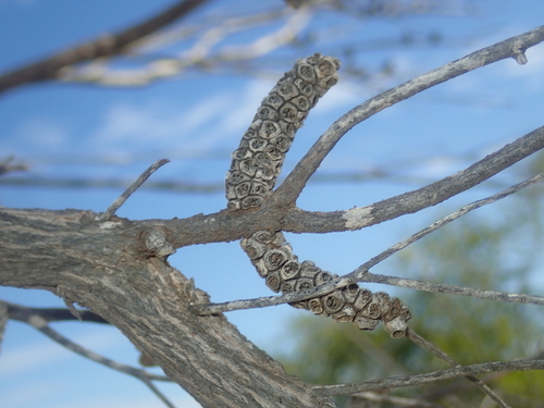 Image of Melaleuca eleuterostachya by (c) Thomas Mesaglio, some rights reserved (CC BY)