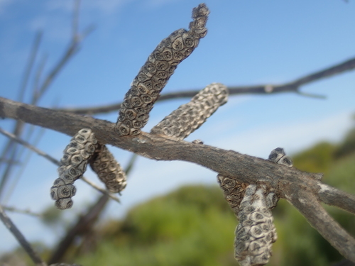 Image of Melaleuca eleuterostachya by (c) Thomas Mesaglio, some rights reserved (CC BY)