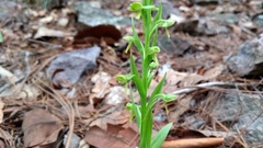 Platanthera brevifolia