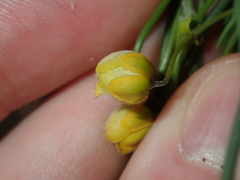 Chamelaucium marchantii