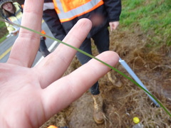 Cyperus congestus