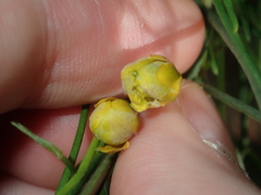 Chamelaucium marchantii