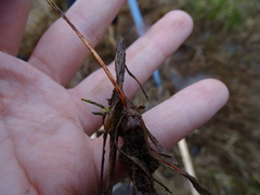 Cyperus congestus