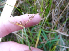 Cyperus congestus