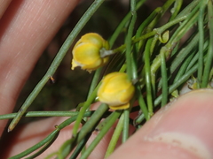 Chamelaucium marchantii