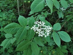 Sambucus nigra