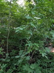 Sambucus nigra