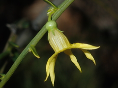 Anthocercis ilicifolia