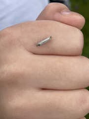 Agriphila straminella