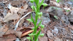 Platanthera brevifolia