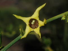 Anthocercis ilicifolia