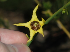 Anthocercis ilicifolia