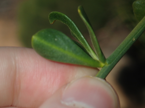 Image of Anthocercis ilicifolia by (c) Thomas Mesaglio, some rights reserved (CC BY)