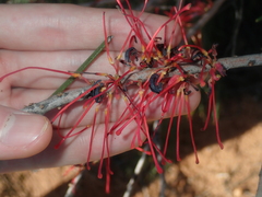 Hakea orthorrhyncha