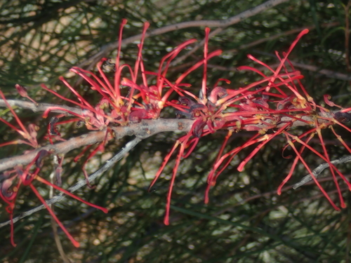 Image of Hakea orthorrhyncha by (c) Thomas Mesaglio, some rights reserved (CC BY)