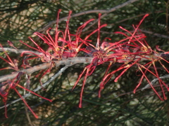 Hakea orthorrhyncha