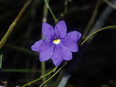 Dampiera lindleyi