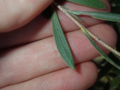 Melaleuca campanae