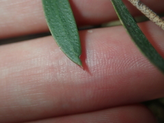 Melaleuca campanae