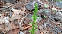 Platanthera brevifolia