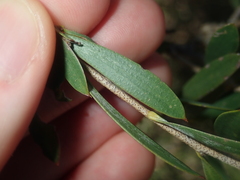 Melaleuca campanae