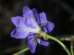 Dampiera lindleyi
