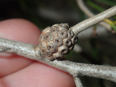 Melaleuca campanae