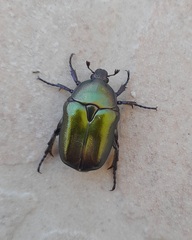 Protaetia cuprea obscura