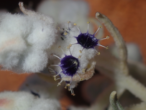Image of Lachnostachys eriobotrya by (c) Thomas Mesaglio, some rights reserved (CC BY)