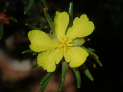 Hibbertia desmophylla