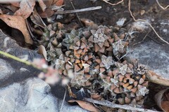 Anacampseros subnuda subnuda