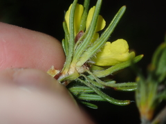Hibbertia desmophylla