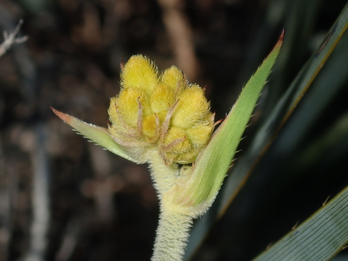 Conostylis robusta (Conostylis robusta)