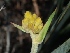 Conostylis robusta