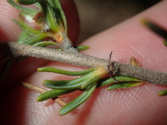 Hibbertia desmophylla