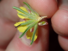 Hibbertia desmophylla