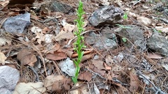 Platanthera brevifolia