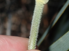 Conostylis robusta