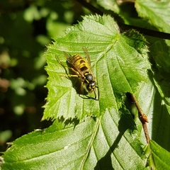 Vespula vulgaris