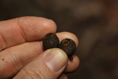 Eucalyptus baileyana