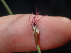 Lepidobolus preissianus