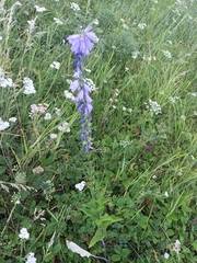 Campanula bononiensis